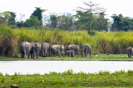Photographic Identities of Individual Elephants Provide Reliable Information on their Population in India’s Kaziranga National Park